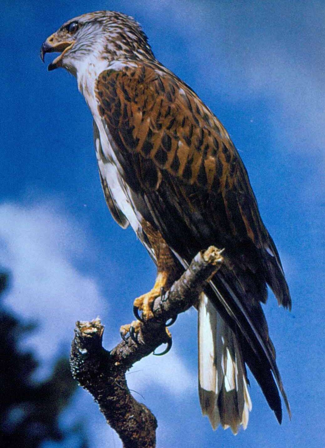 Image of Ferruginous Hawk