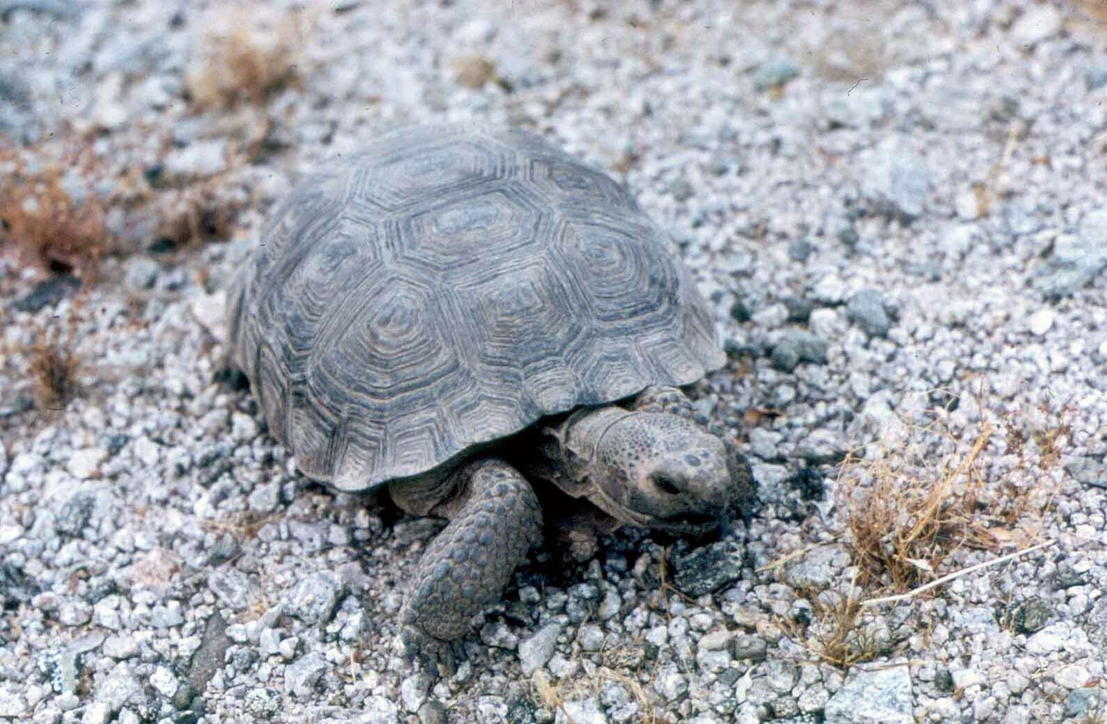 Image of desert tortoise