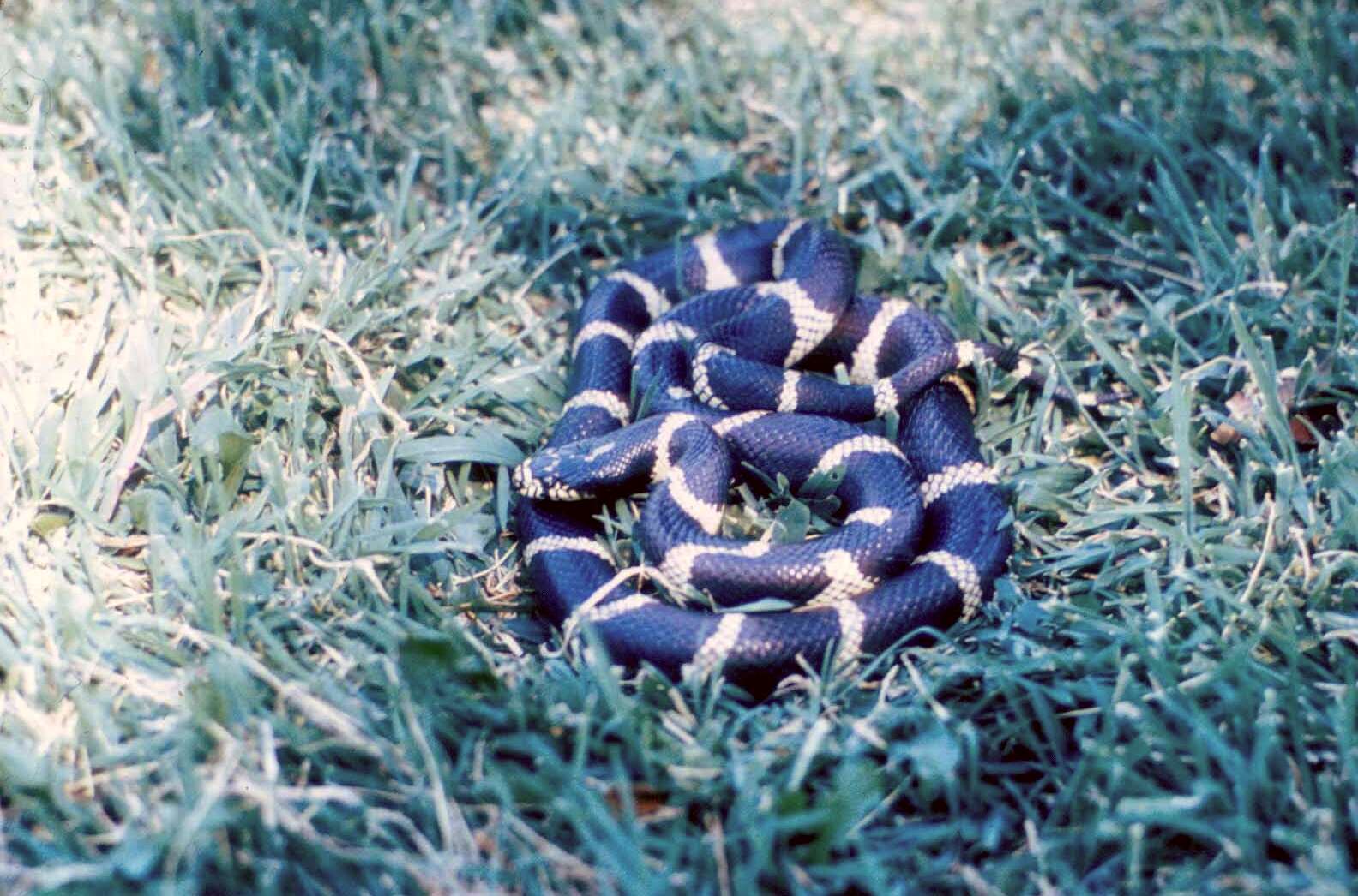 Image of California Mountain Kingsnake