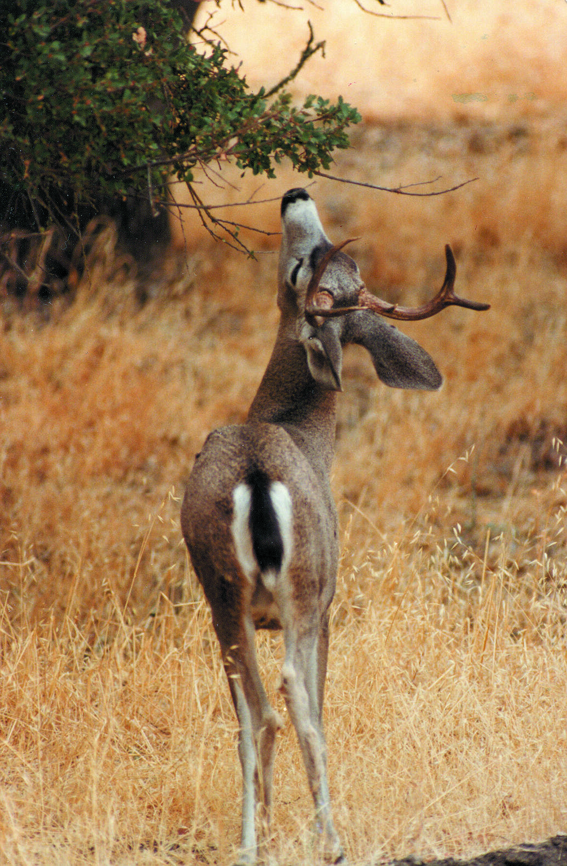 Image of Columbian black-tailed deer