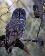 Image of Great Gray Owl