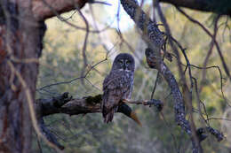 Image of Great Gray Owl