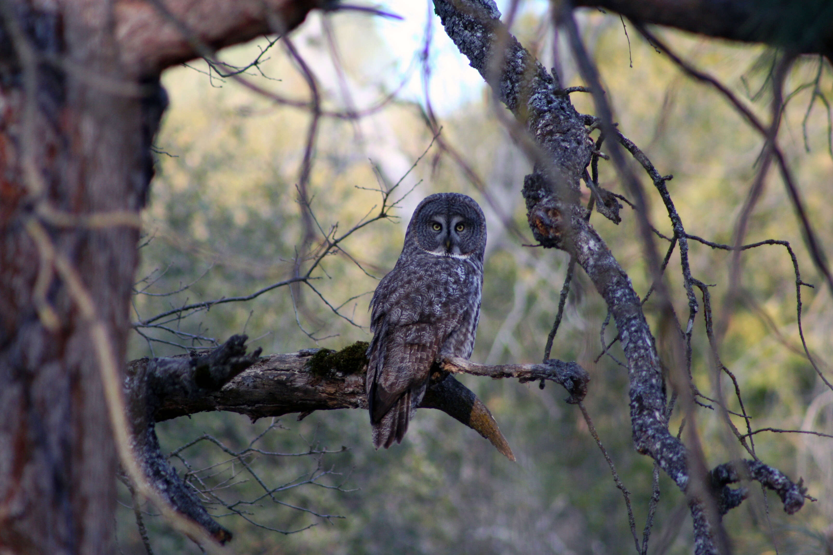 Image of Great Gray Owl