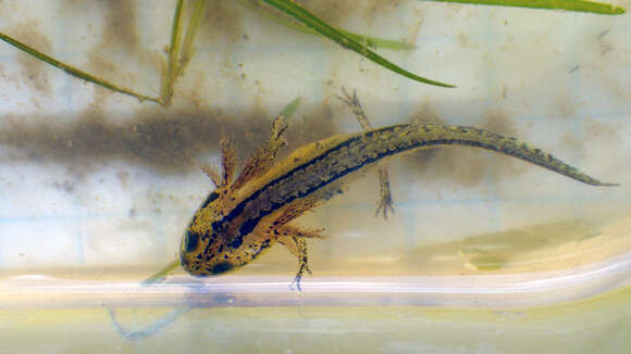 Image of California Newt