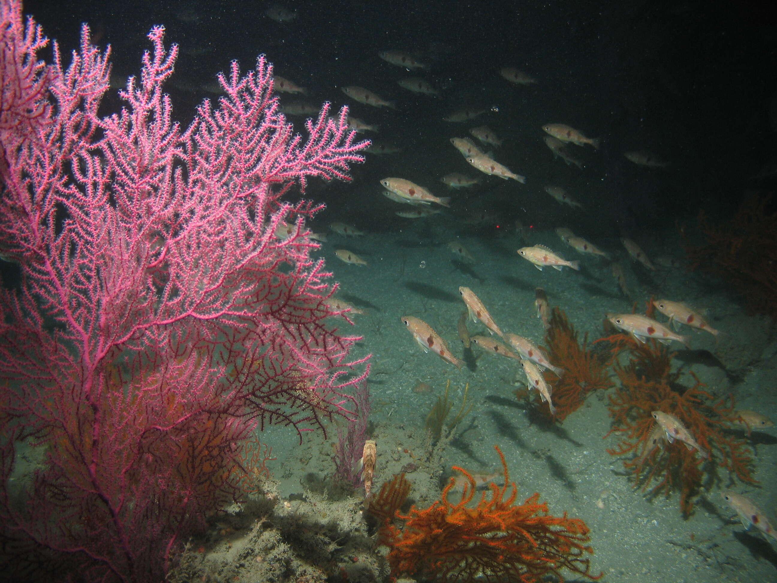 Image of Halfbanded rockfish