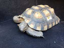 Image of desert tortoise