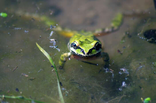 Image of Northern Pacific Treefrog