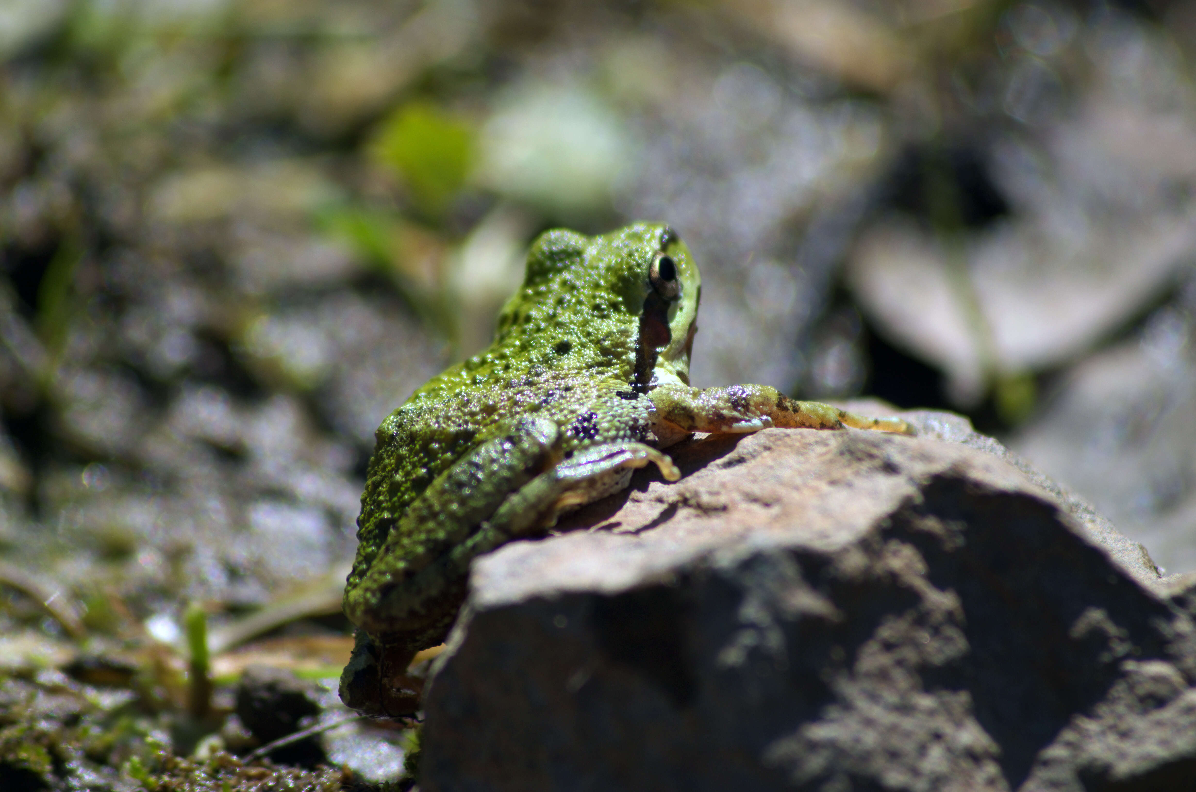 Image of Northern Pacific Treefrog