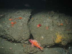 Image of Rosy rockfish