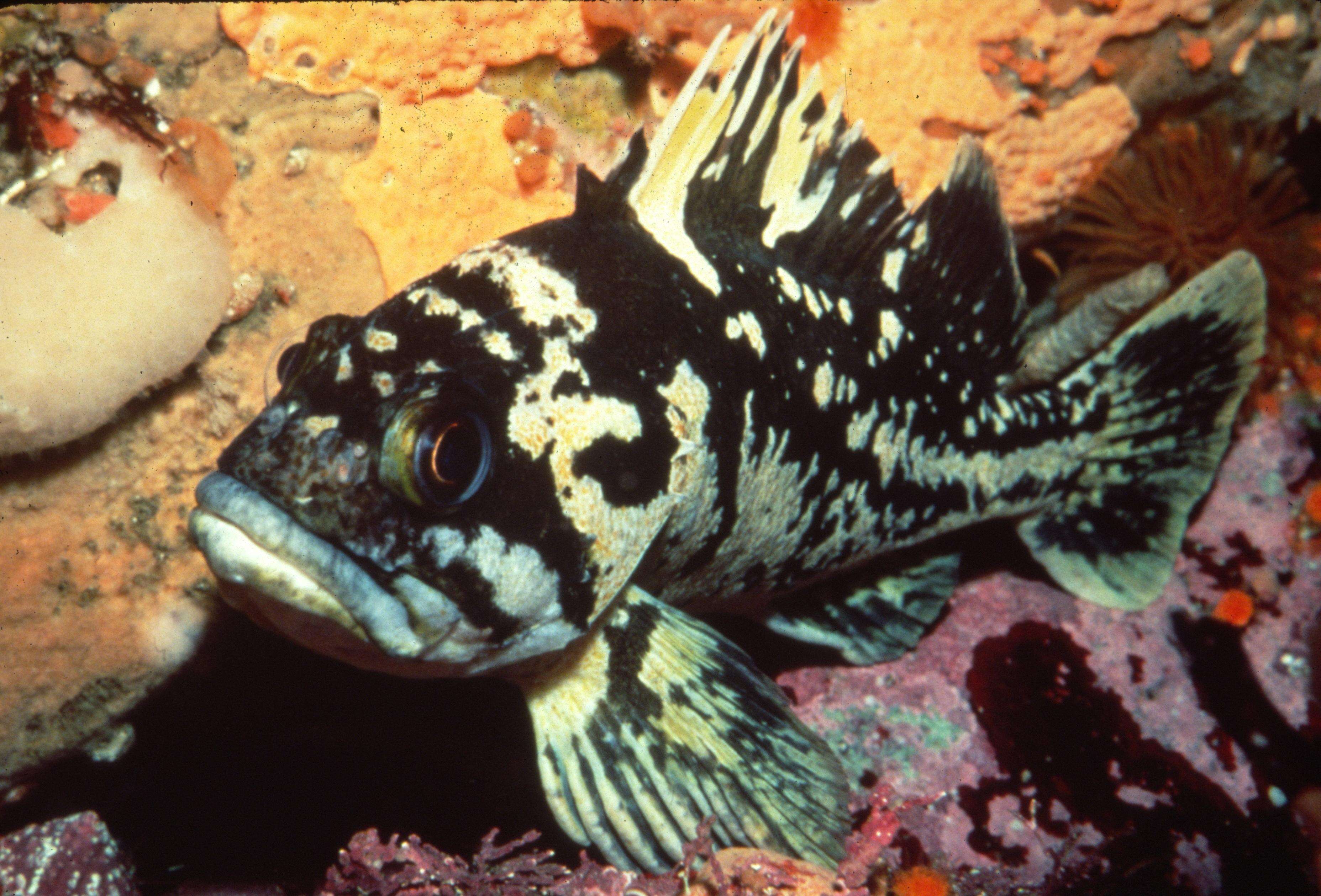 Image of Black-and-yellow rockfish