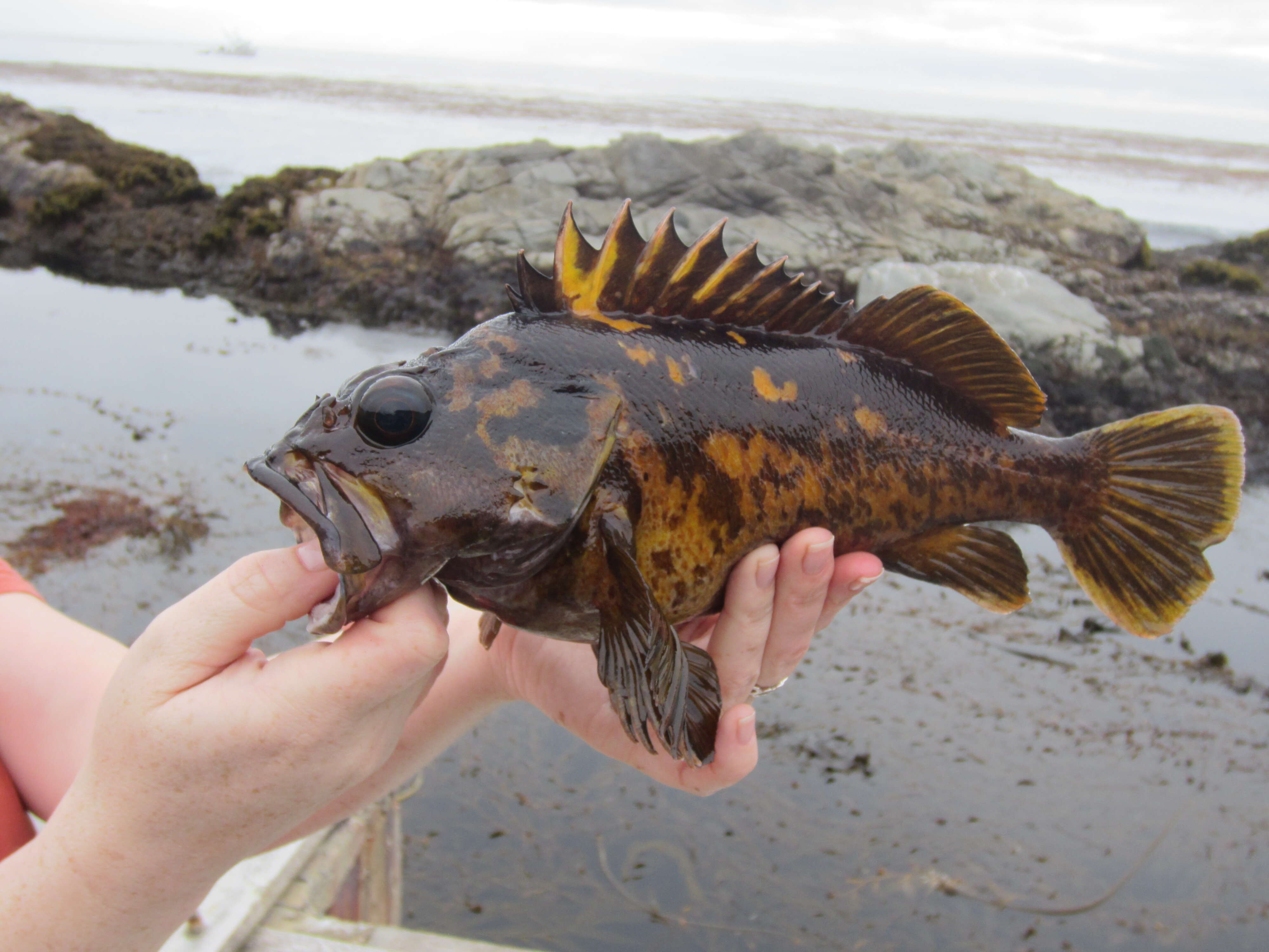 Image of Black-and-yellow rockfish