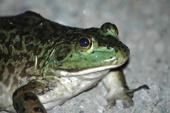 Image of American Bullfrog