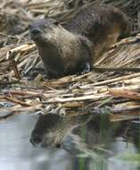 Image of Otter sp.