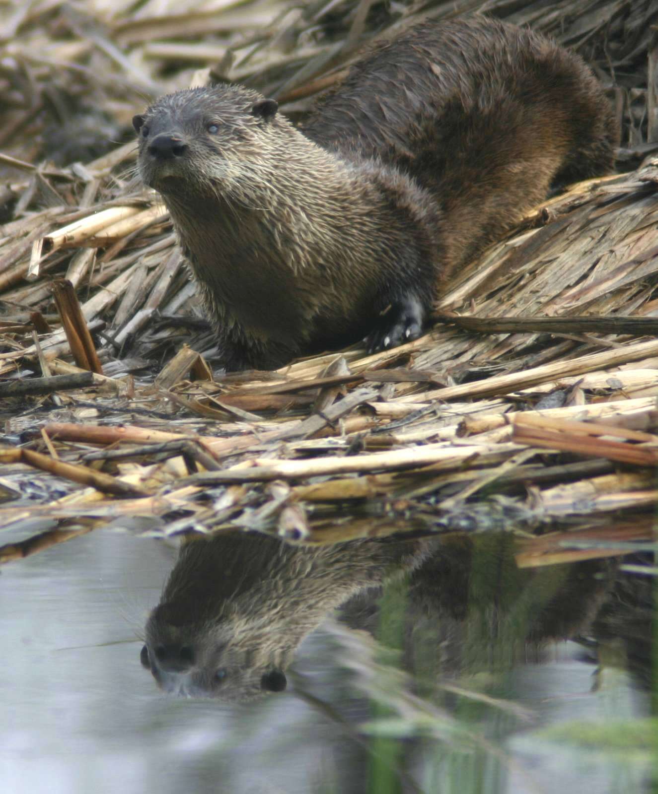 Image of Otter sp.