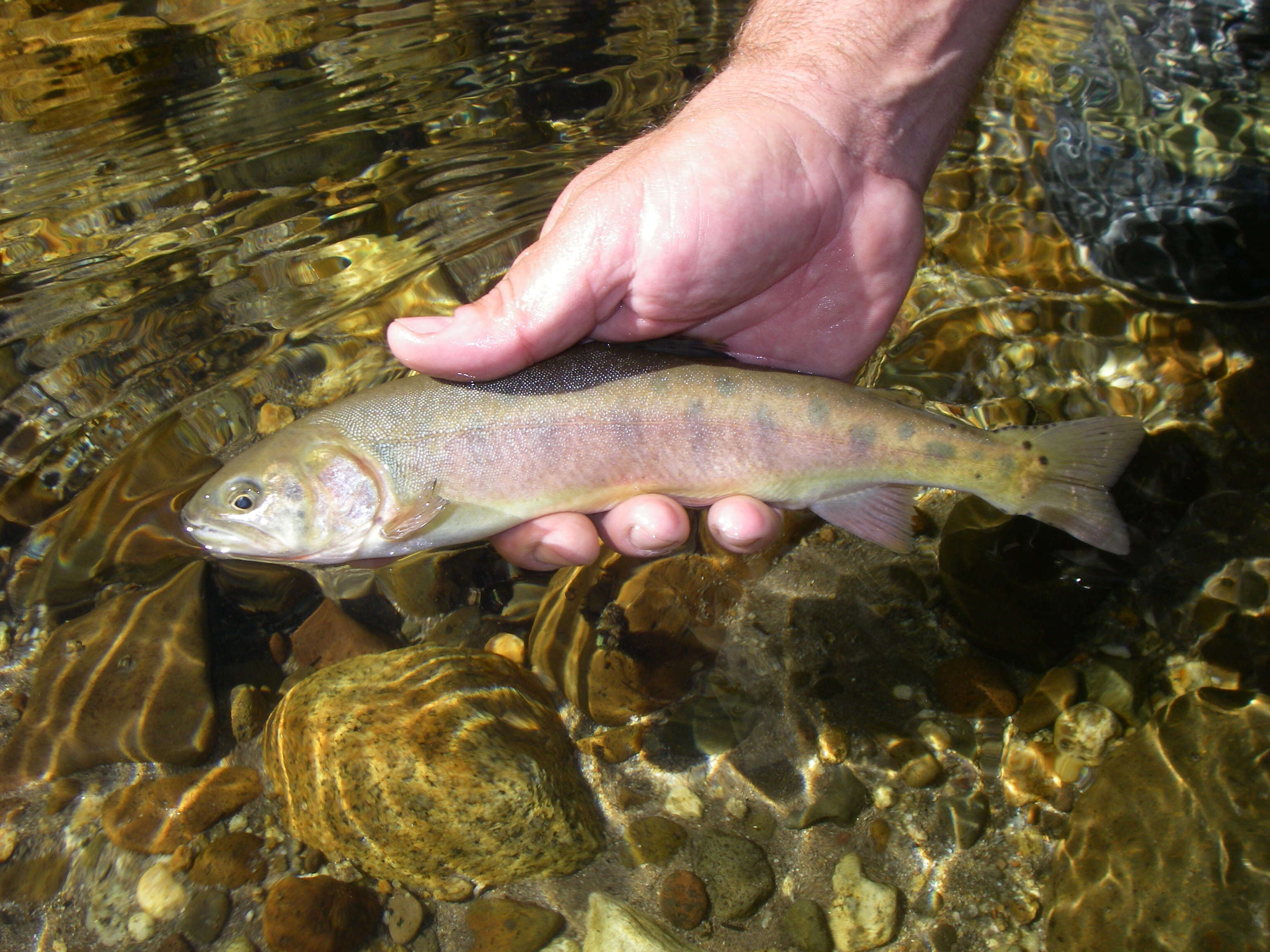 Image of cutthroat trout