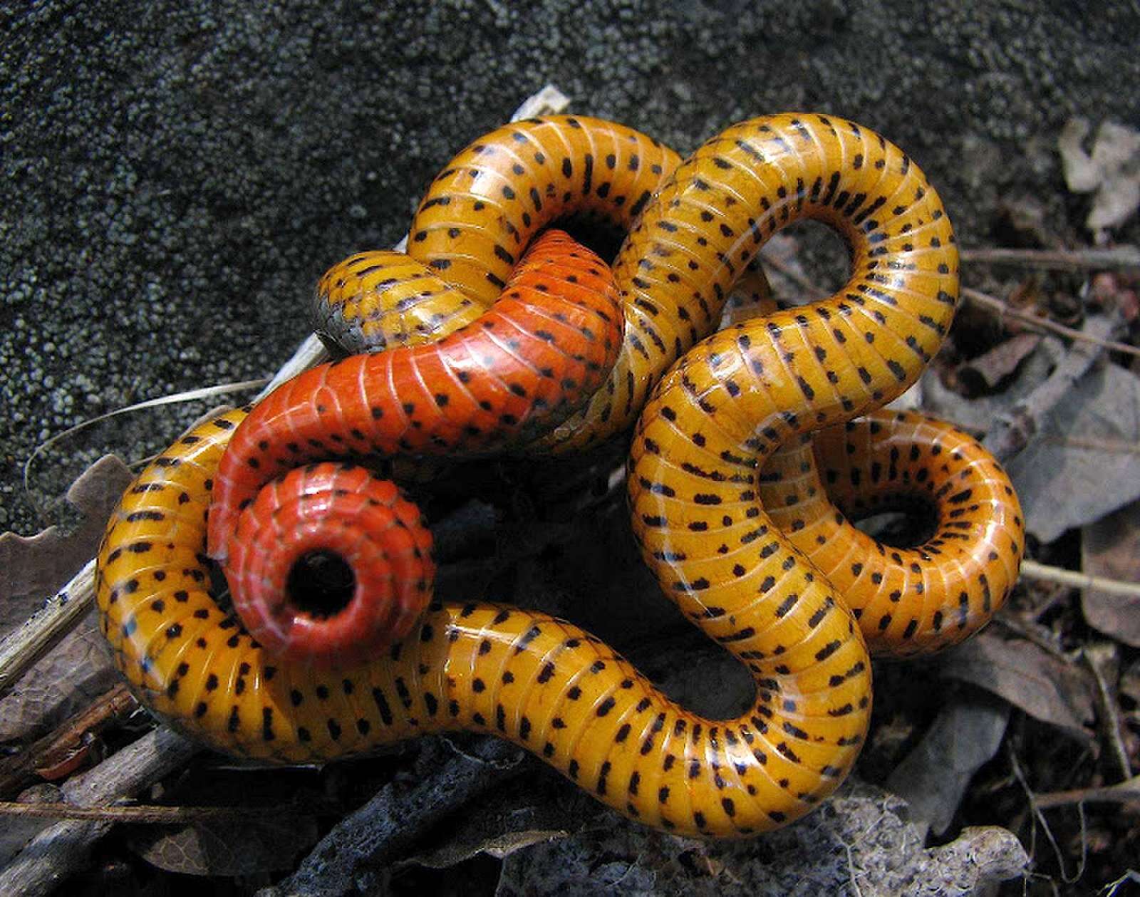 Image of Ring-necked Snake