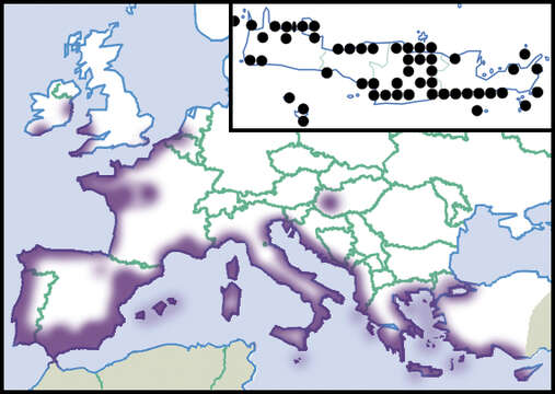 Image of Mediterranean Coastal Snail