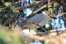 Image of Night Herons