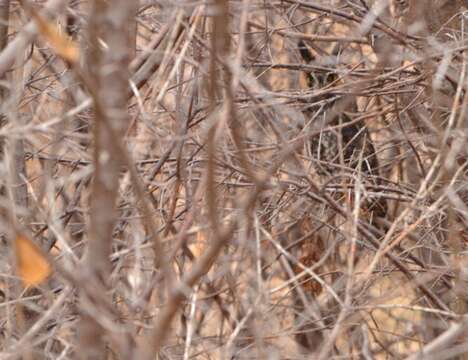 Image of Long-eared Owl