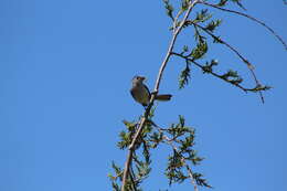 Image of gnatcatchers