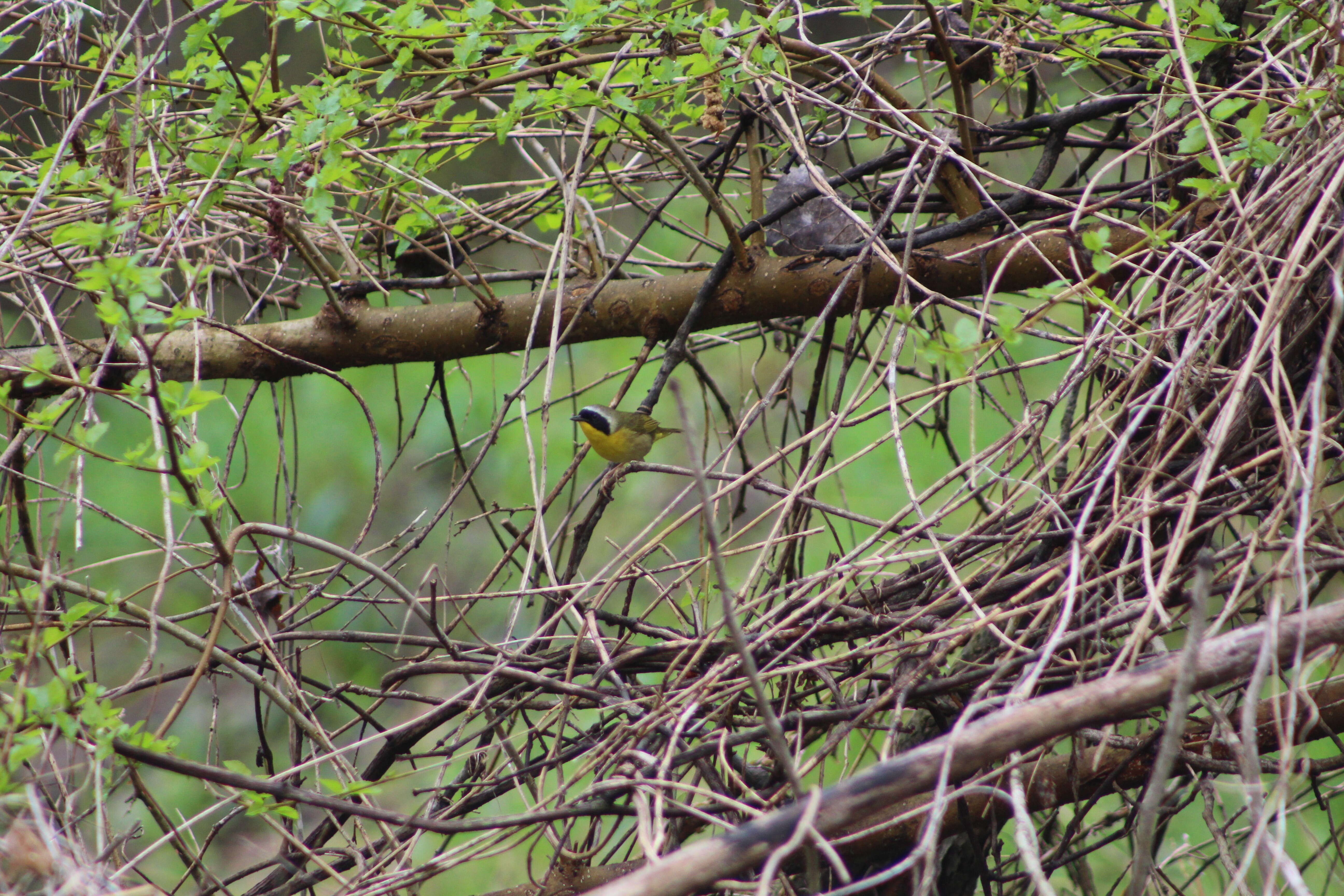 Geothlypis trichas (Linnaeus 1766) resmi