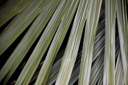 Image of Puerto Rico palmetto