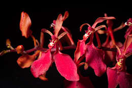 Image of Red Vanda Orchid