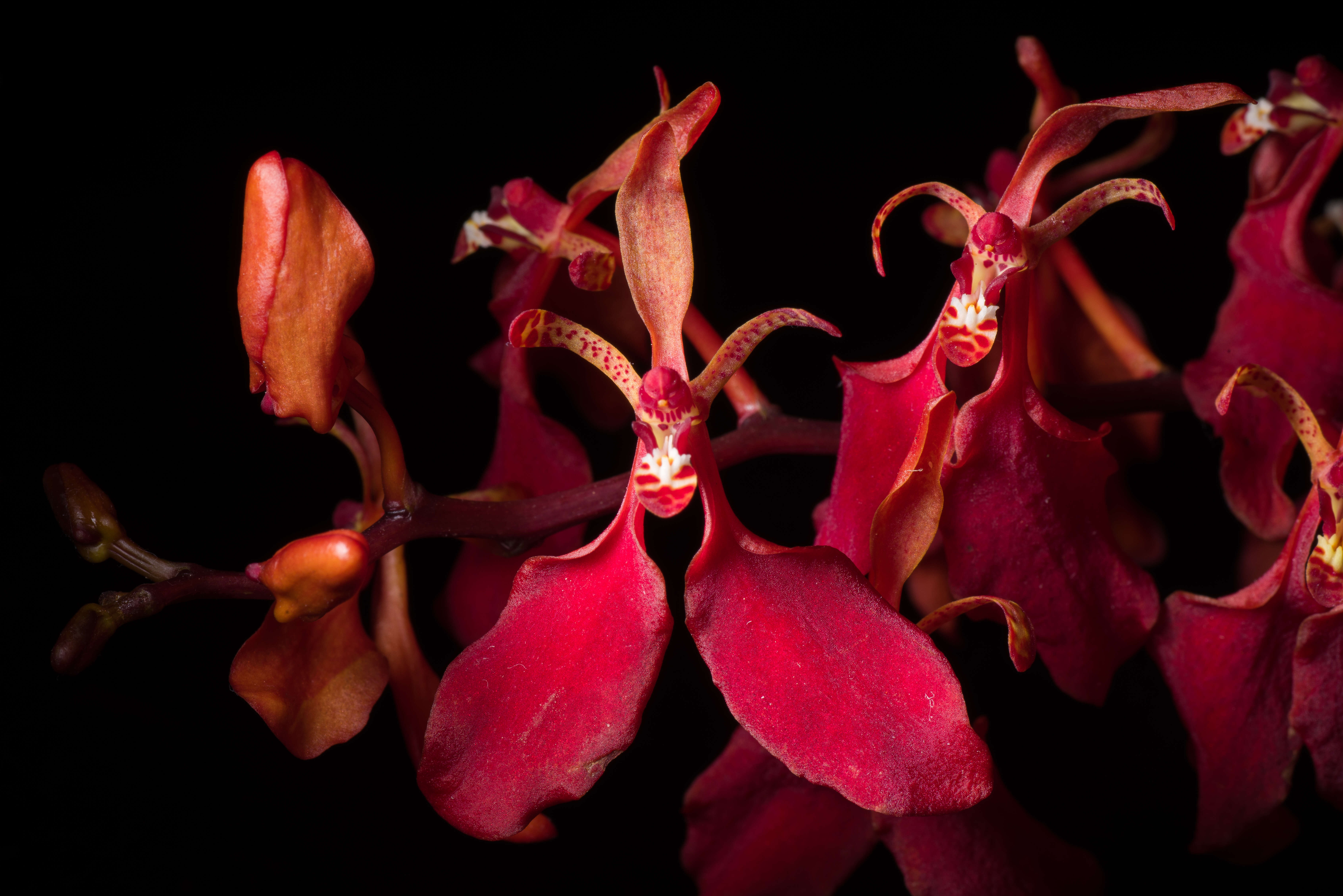 Image of Red Vanda Orchid