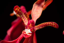 Image of Red Vanda Orchid