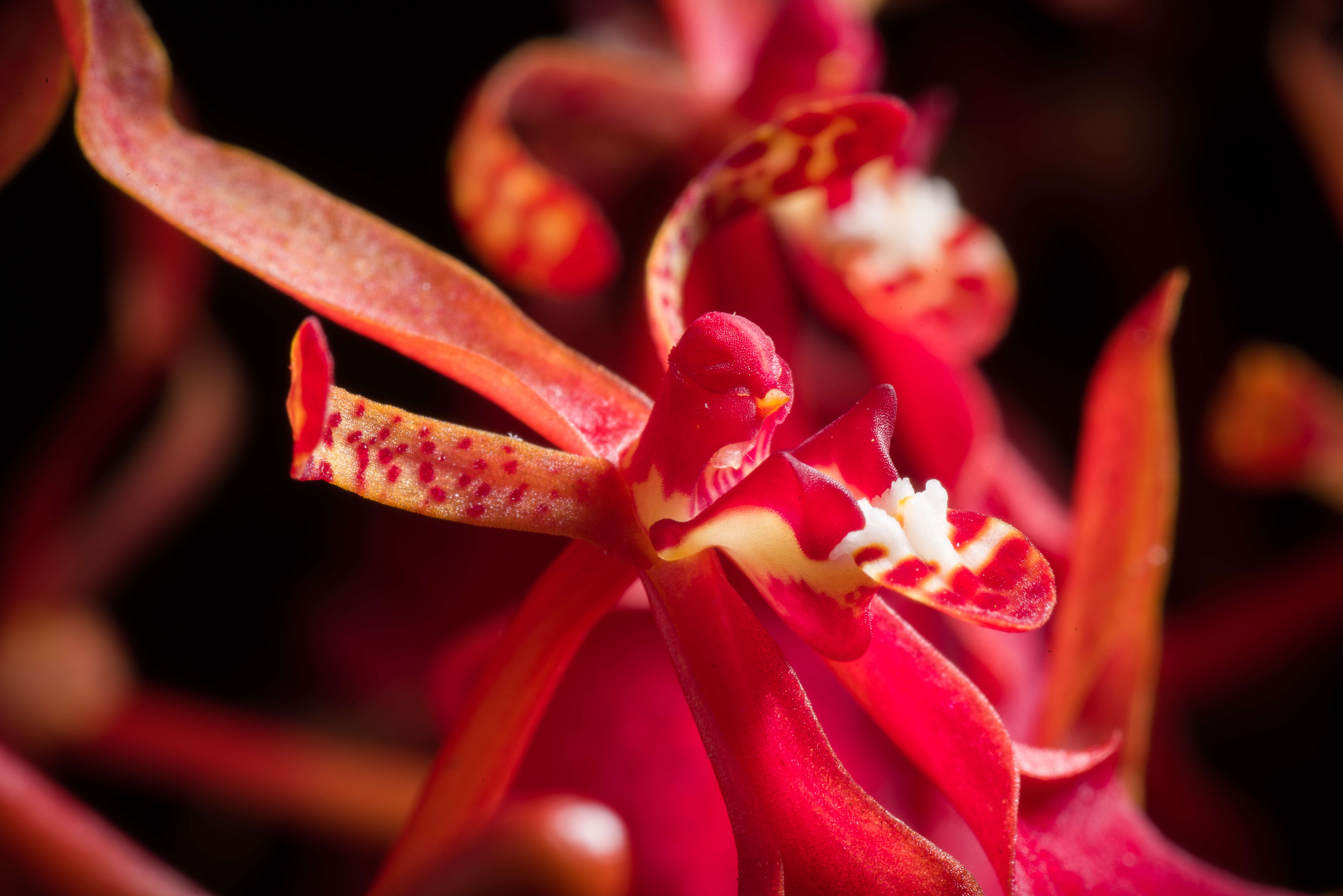 Image of Red Vanda Orchid