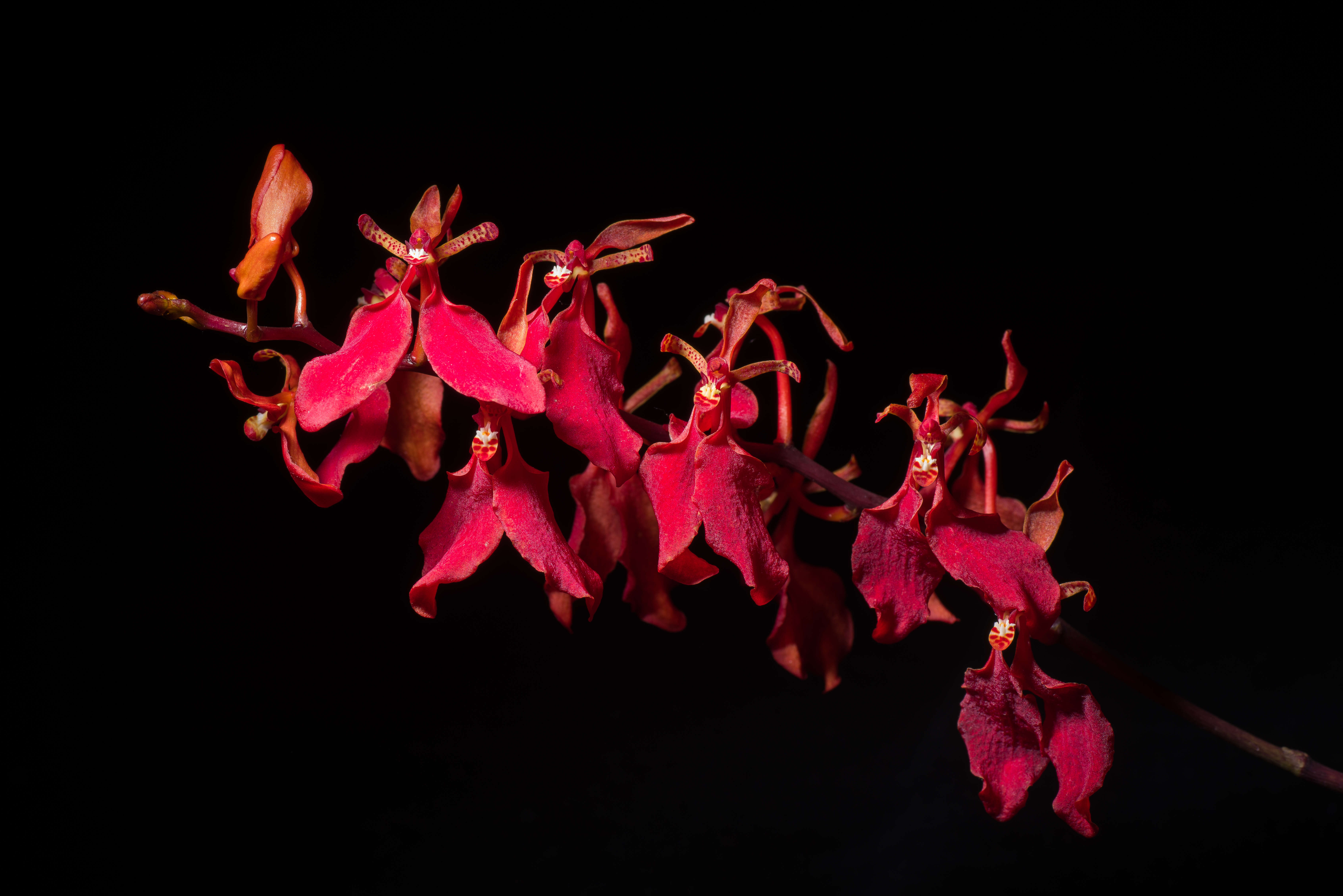 Image of Red Vanda Orchid