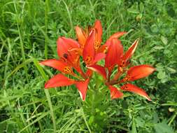 Lilium philadelphicum L. resmi