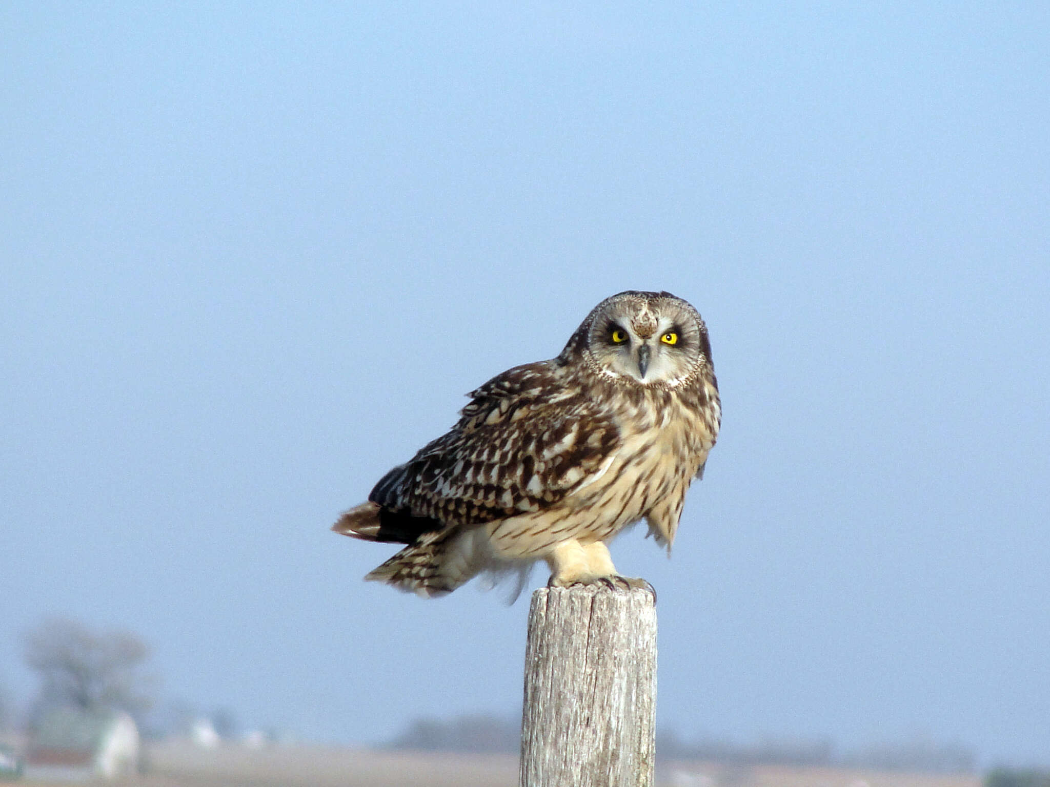 Image de Hibou des marais