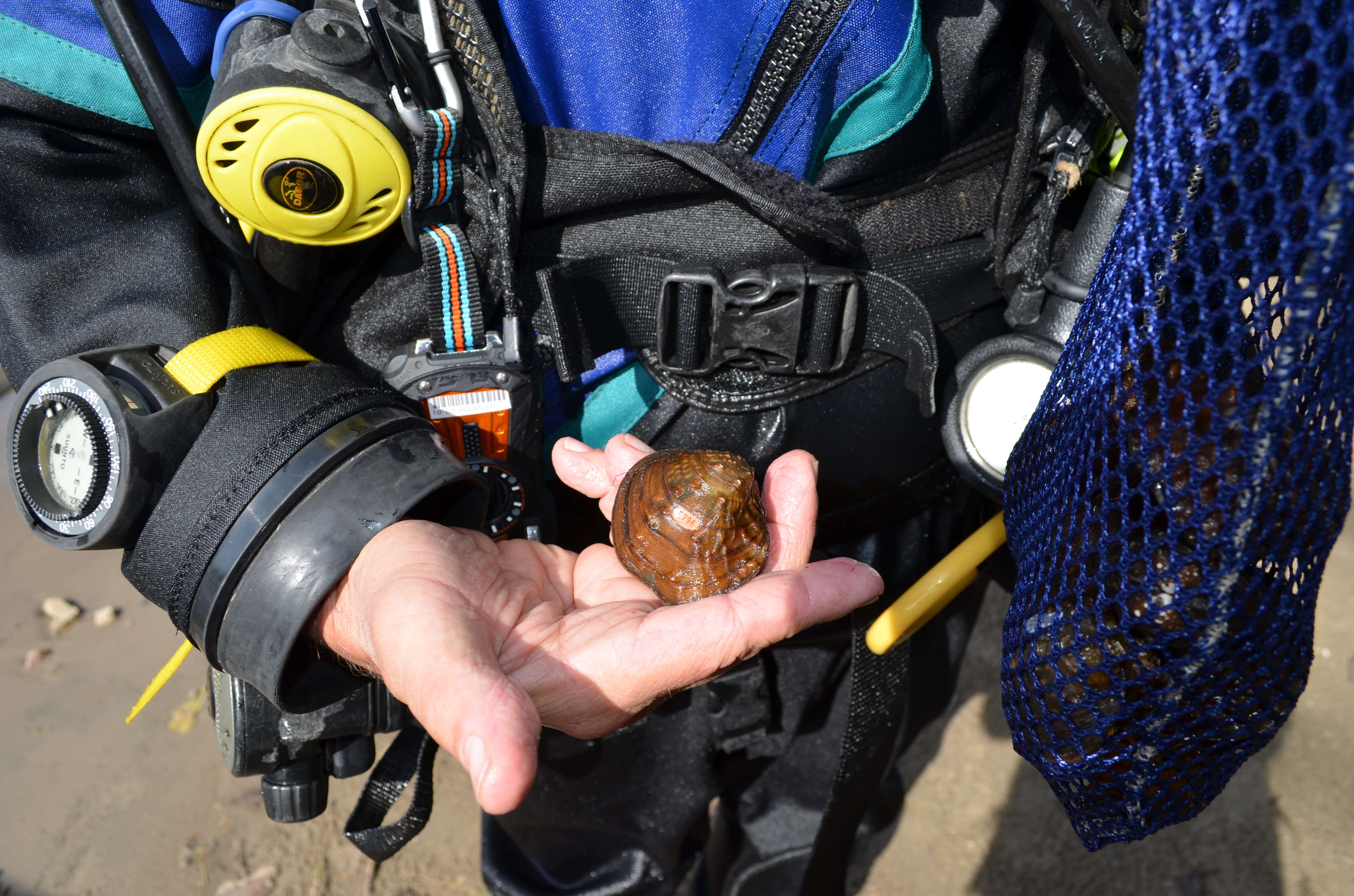 Image of Rough Maple Leaf Pearly Mussel