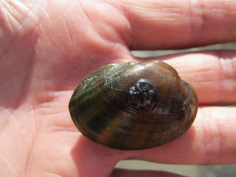 Image of Higgins' Eye Pearly Mussel