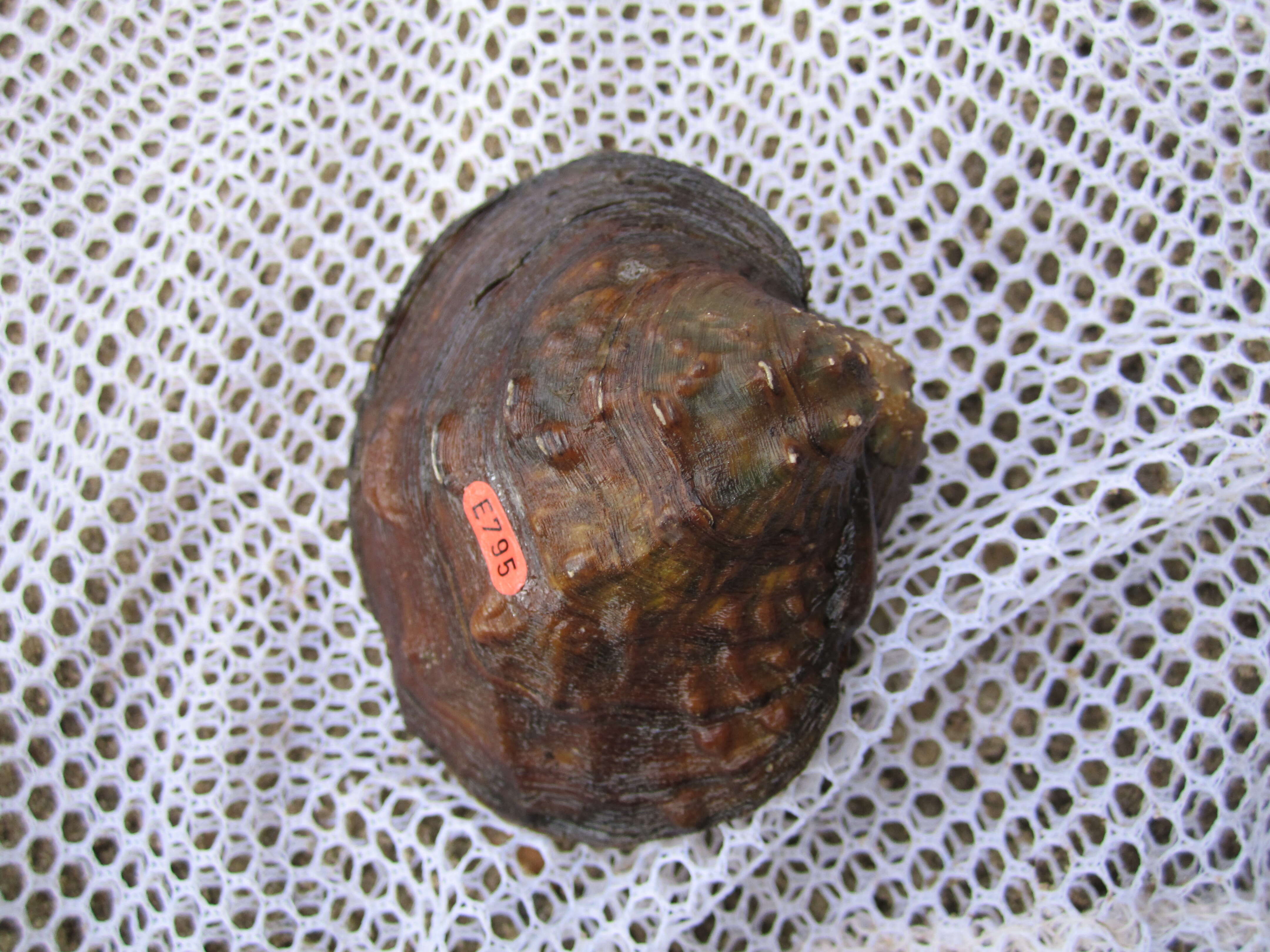 Image of Rough Maple Leaf Pearly Mussel