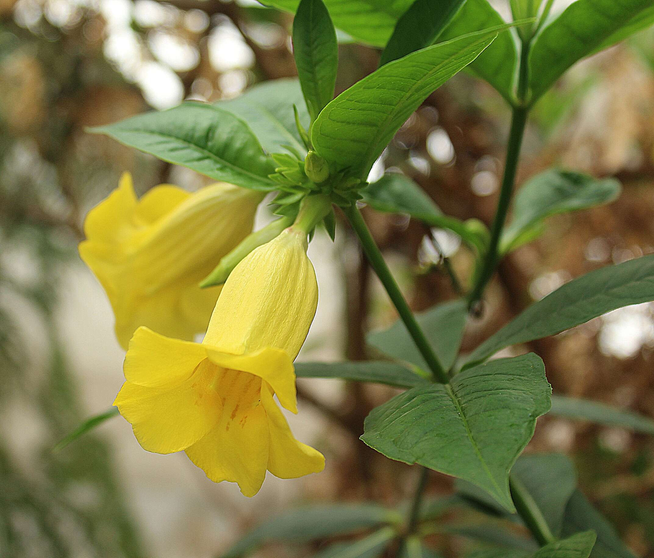 Image of bush allamanda