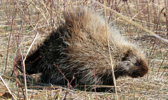 Image of Erethizon dorsata