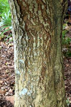 Image of firewheel tree