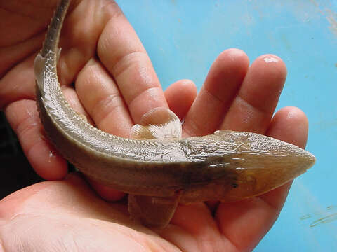 Image of Pallid Sturgeon