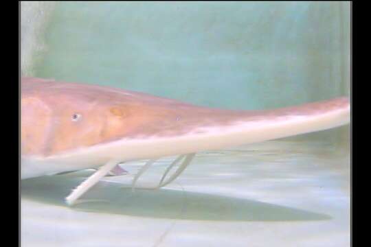 Image of Pallid Sturgeon