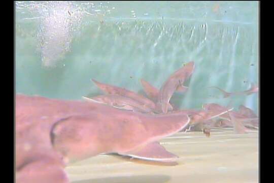 Image of Pallid Sturgeon