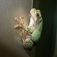 Image of Gray Treefrog