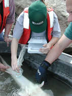 Image of Pallid Sturgeon