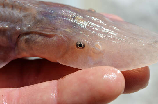 Image of Pallid Sturgeon