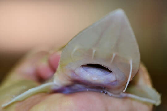 Image of Pallid Sturgeon