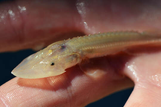 Image of Pallid Sturgeon