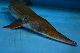 Image of Pallid Sturgeon