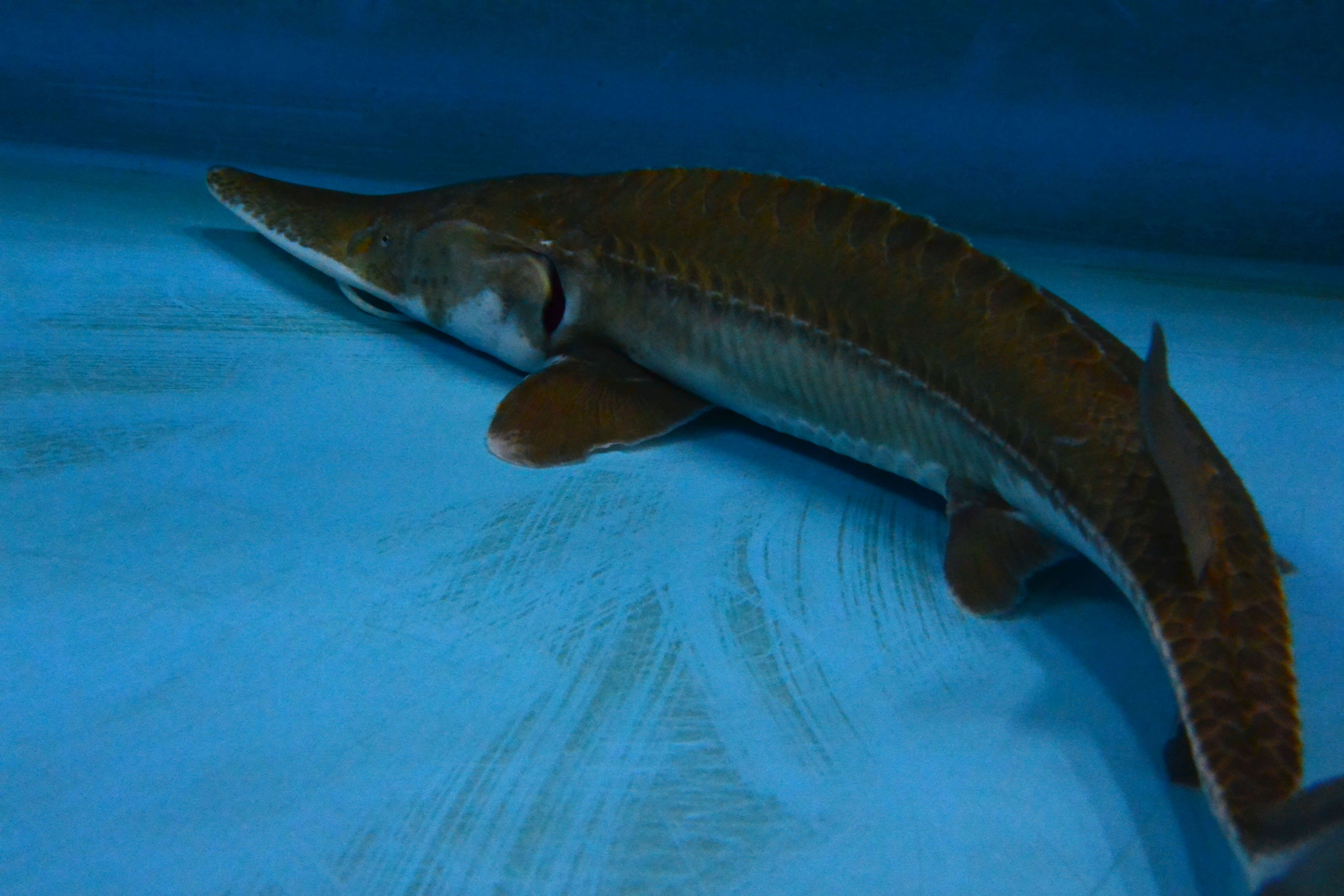 Image of Pallid Sturgeon