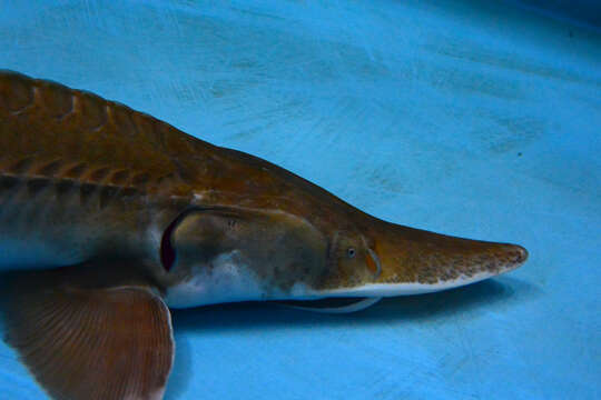 Image of Pallid Sturgeon